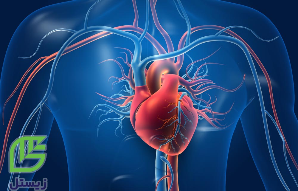 بیماری عروق کرونر قلب ، سیستم گردش خون بدن انسان
